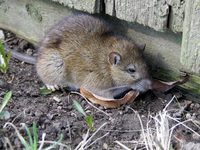 ドブネズミ