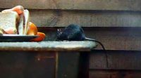 クマネズミ