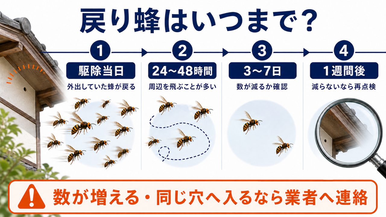 蜂の巣駆除後の戻り蜂が減るまでの時間軸